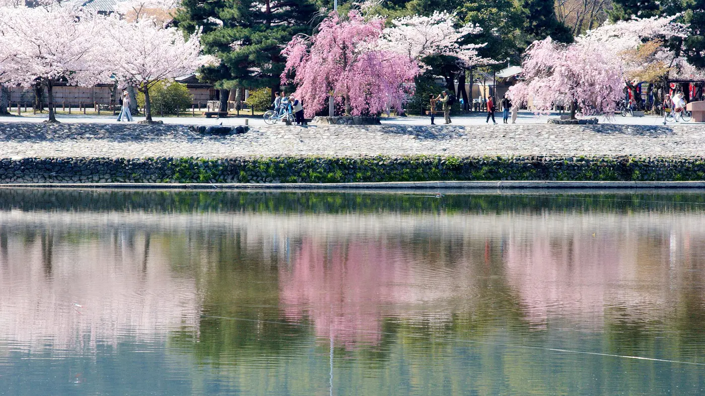 Weeping cherry trees in blossom reflected in the river at Arashiyama, Kyoto