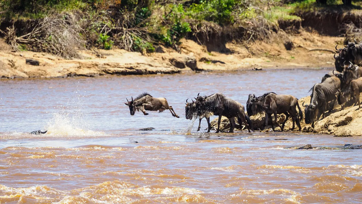 Wildebeest lining up to cross the Mara river in the Maasai Mara, Kenya